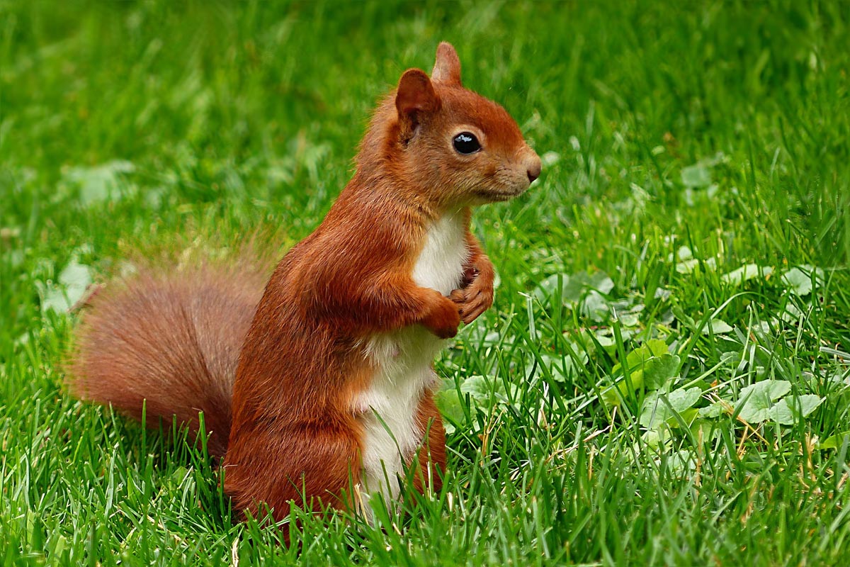 ein Eichhörnchen im Gras
