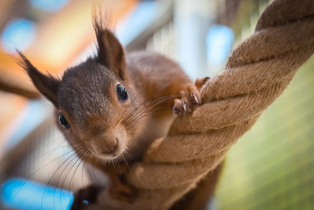 Eichhörnchen auf einem Seil